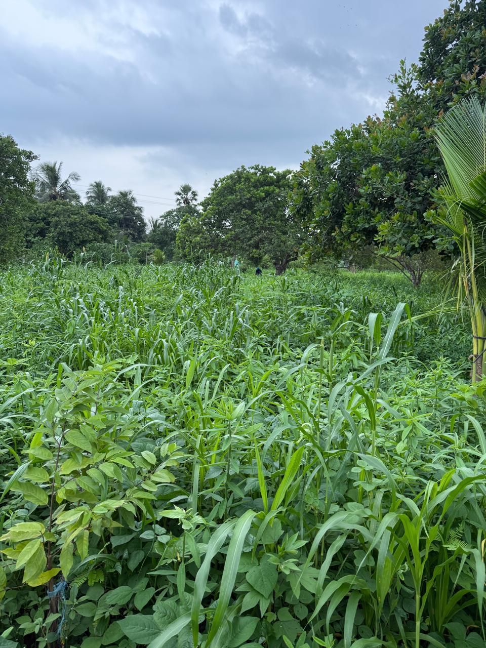 A dense mixed-seed green cover growing on the farm