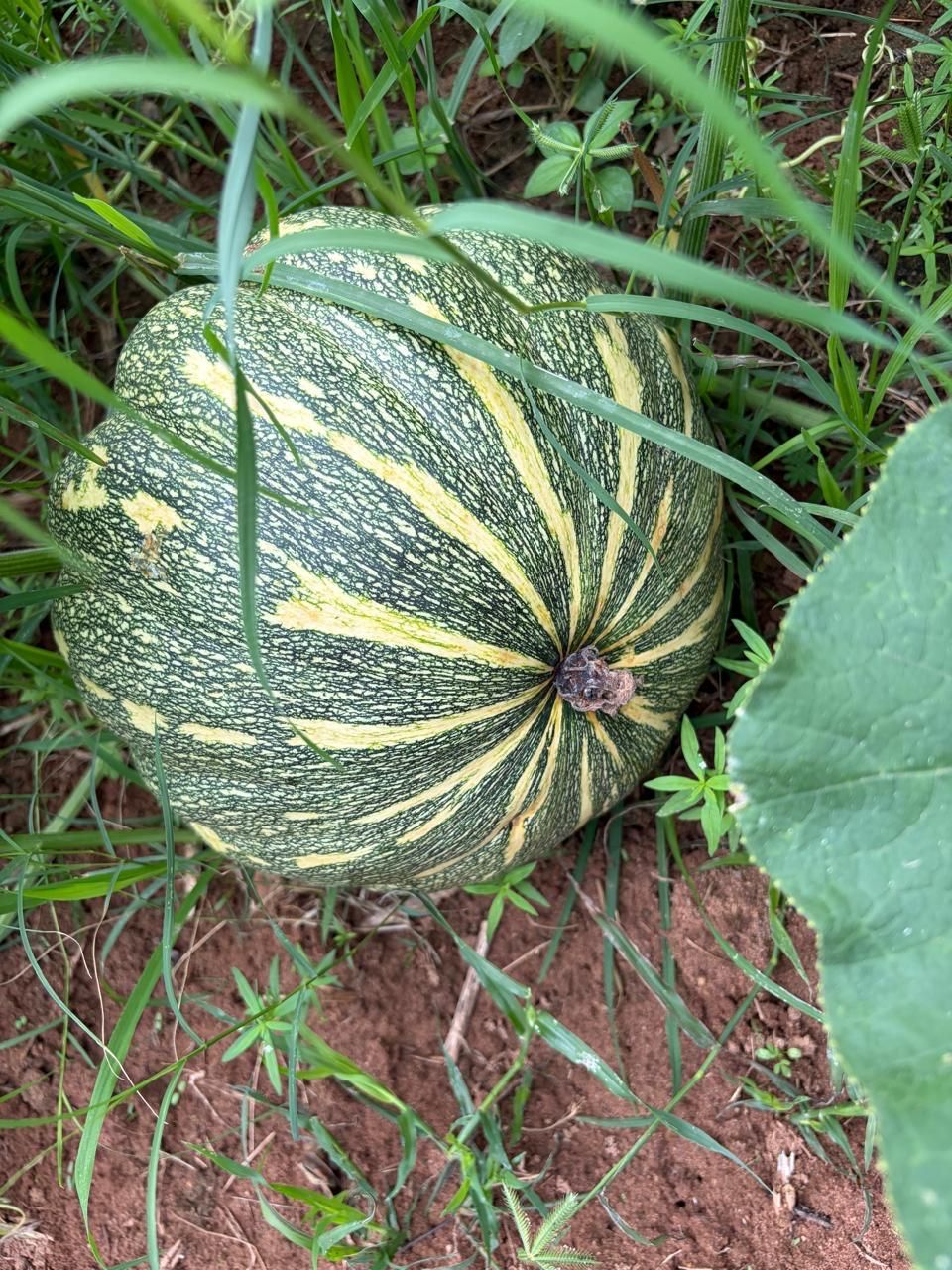 A ripe pumpkin growing in the field