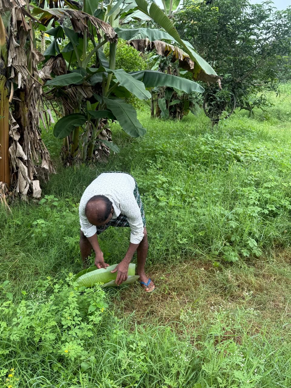 A farmer working on the ground among banana trees