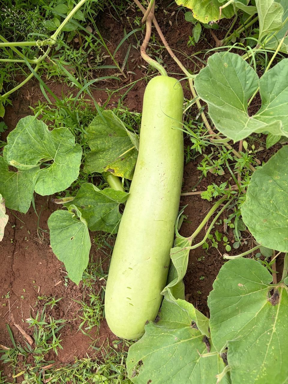 A bottle gourd growing on the vine