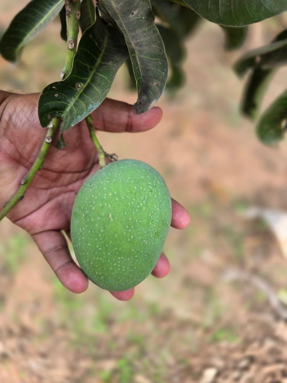A young mango hanging on the tree